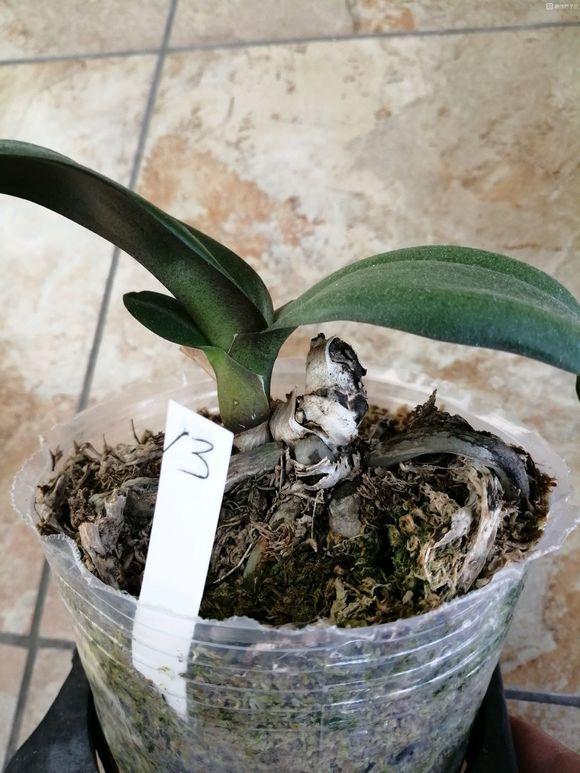 盆栽幸福树养殖方法：让生活更加绿意盎然