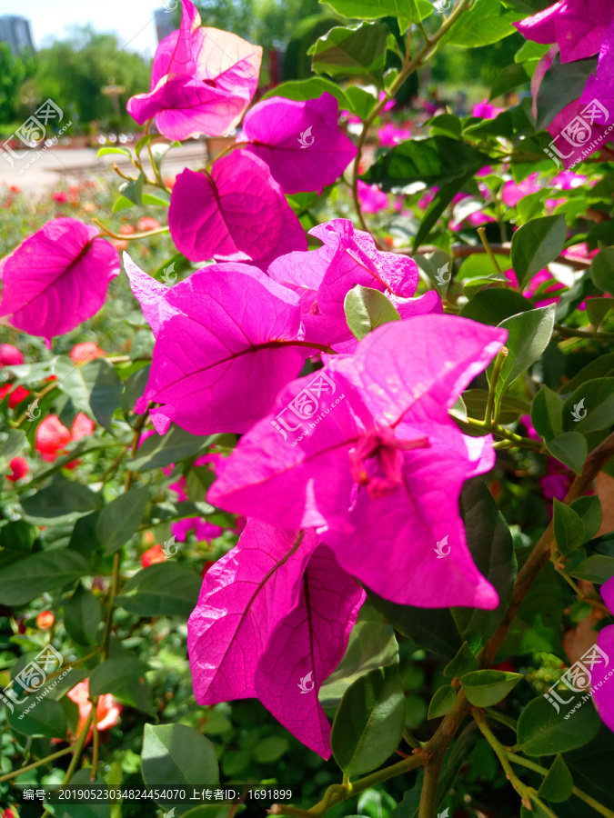 玉树盆栽图片大全：探索绿意盎然的家居美景